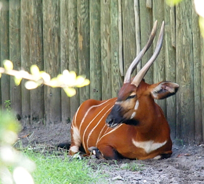 [This deer-like creature has two very long, slightly curved horns on its head. It has thin white stripes on its orange-brown (bright chestnut) fur. It has its legs bent under it as it rests on the ground near a wood-log fence.]